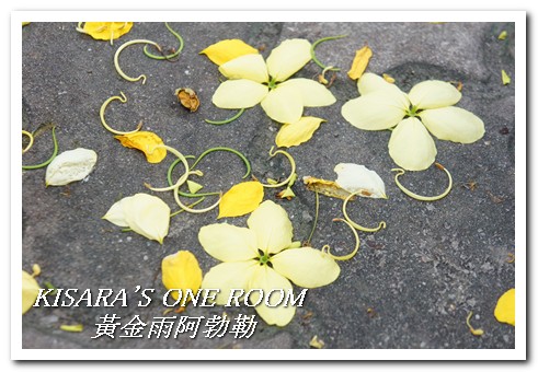 台中西區黃金雨‧阿勃勒：黄金雨隨風飄──台中阿勃勒賞花