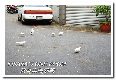 台中西區黃金雨‧阿勃勒：黄金雨隨風飄──台中阿勃勒賞花