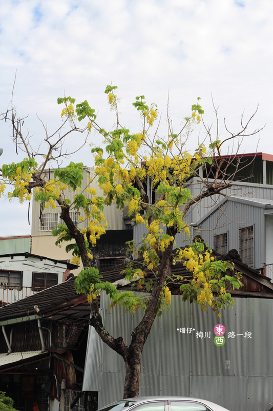 台中西區黃金雨‧阿勃勒: 黃金雨✪阿勃勒in梅川綠園道~103.06.07