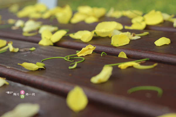 台中西區黃金雨‧阿勃勒: 黃金雨✪阿勃勒in梅川綠園道~103.06.07