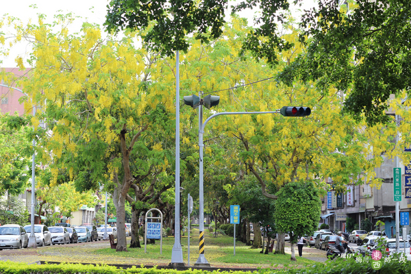 台中西區黃金雨‧阿勃勒: 黃金雨✪阿勃勒in梅川綠園道~103.06.07