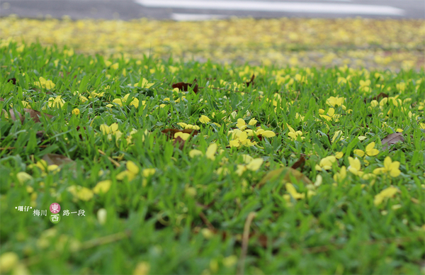 台中西區黃金雨‧阿勃勒: 黃金雨✪阿勃勒in梅川綠園道~103.06.07