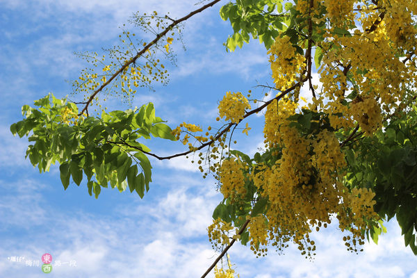 台中西區黃金雨‧阿勃勒: 黃金雨✪阿勃勒in梅川綠園道~103.06.07