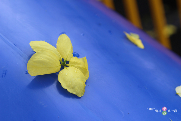台中西區黃金雨‧阿勃勒: 黃金雨✪阿勃勒in梅川綠園道~103.06.07