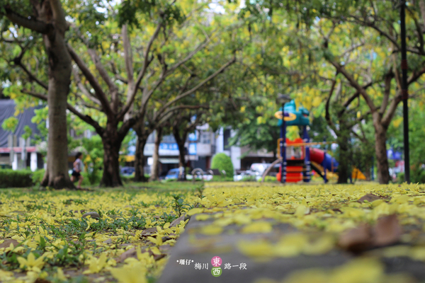 台中西區黃金雨‧阿勃勒: 黃金雨✪阿勃勒in梅川綠園道~103.06.07