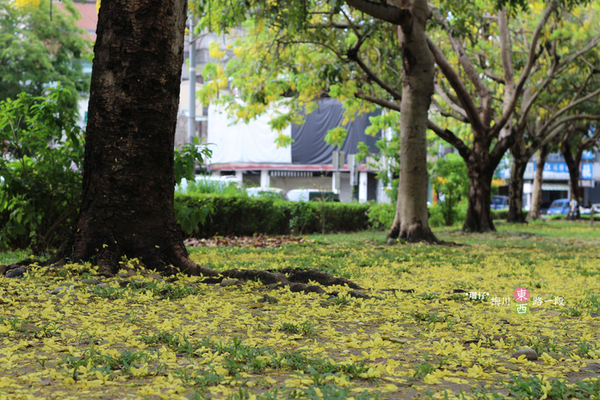 台中西區黃金雨‧阿勃勒: 黃金雨✪阿勃勒in梅川綠園道~103.06.07