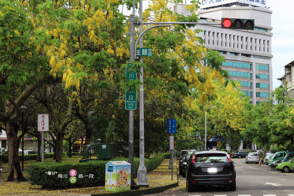 台中西區黃金雨‧阿勃勒: 黃金雨✪阿勃勒in梅川綠園道~103.06.07