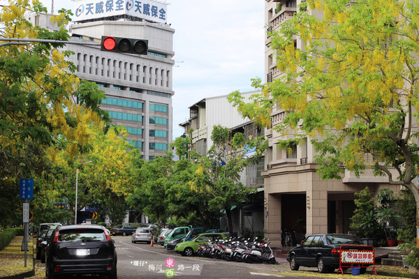 台中西區黃金雨‧阿勃勒: 黃金雨✪阿勃勒in梅川綠園道~103.06.07