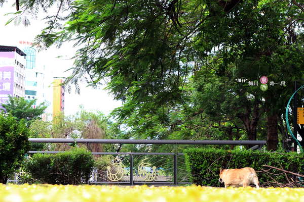 台中西區黃金雨‧阿勃勒: 黃金雨✪阿勃勒in梅川綠園道~103.06.07