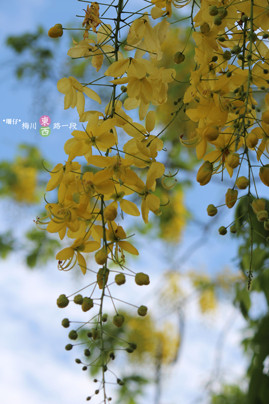 台中西區黃金雨‧阿勃勒: 黃金雨✪阿勃勒in梅川綠園道~103.06.07