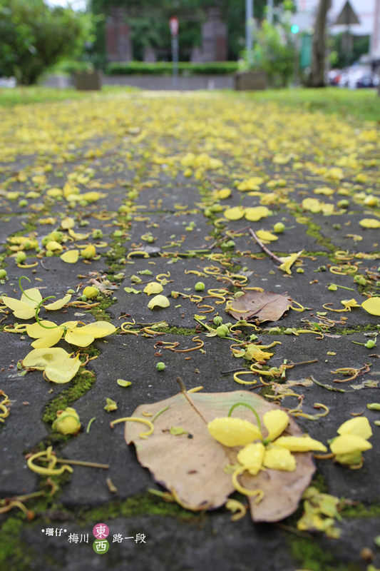 台中西區黃金雨‧阿勃勒: 黃金雨✪阿勃勒in梅川綠園道~103.06.07