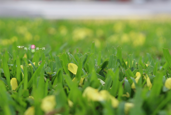 台中西區黃金雨‧阿勃勒: 黃金雨✪阿勃勒in梅川綠園道~103.06.07