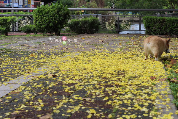 台中西區黃金雨‧阿勃勒: 黃金雨✪阿勃勒in梅川綠園道~103.06.07