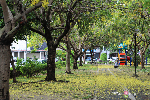 台中西區黃金雨‧阿勃勒: 黃金雨✪阿勃勒in梅川綠園道~103.06.07
