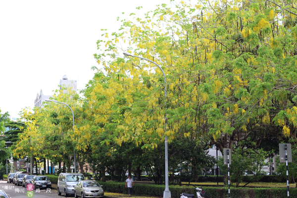 台中西區黃金雨‧阿勃勒: 黃金雨✪阿勃勒in梅川綠園道~103.06.07