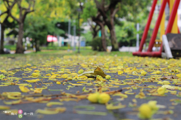 台中西區黃金雨‧阿勃勒: 黃金雨✪阿勃勒in梅川綠園道~103.06.07