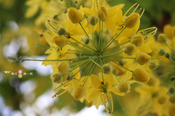 台中西區黃金雨‧阿勃勒: 黃金雨✪阿勃勒in梅川綠園道~103.06.07