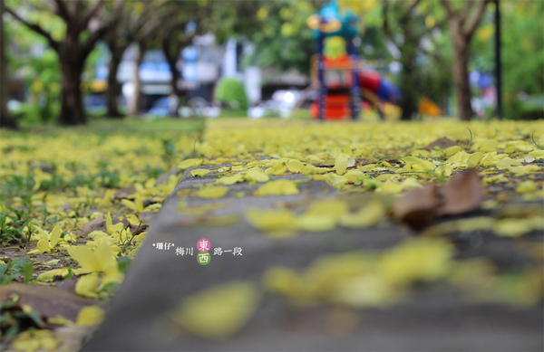 台中西區黃金雨‧阿勃勒: 黃金雨✪阿勃勒in梅川綠園道~103.06.07