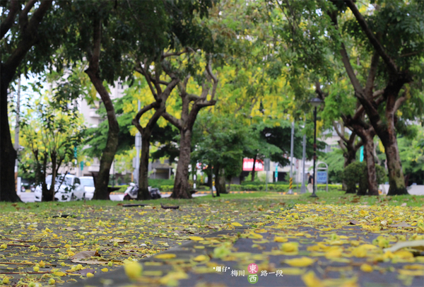 台中西區黃金雨‧阿勃勒: 黃金雨✪阿勃勒in梅川綠園道~103.06.07
