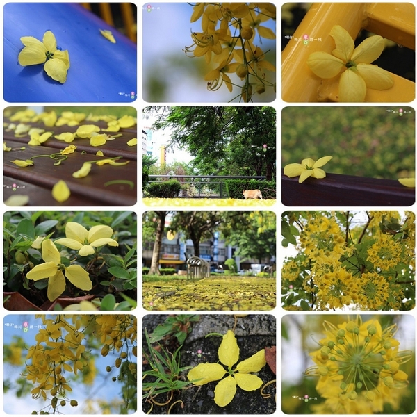台中西區黃金雨‧阿勃勒: 黃金雨✪阿勃勒in梅川綠園道~103.06.07