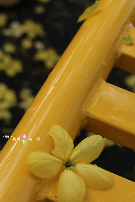 台中西區黃金雨‧阿勃勒: 黃金雨✪阿勃勒in梅川綠園道~103.06.07