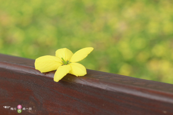 台中西區黃金雨‧阿勃勒: 黃金雨✪阿勃勒in梅川綠園道~103.06.07