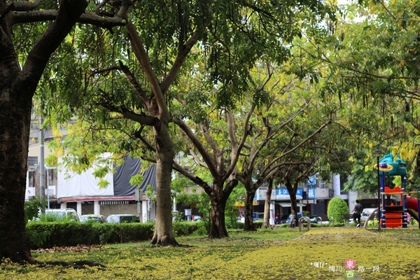 台中西區黃金雨‧阿勃勒: 黃金雨✪阿勃勒in梅川綠園道~103.06.07
