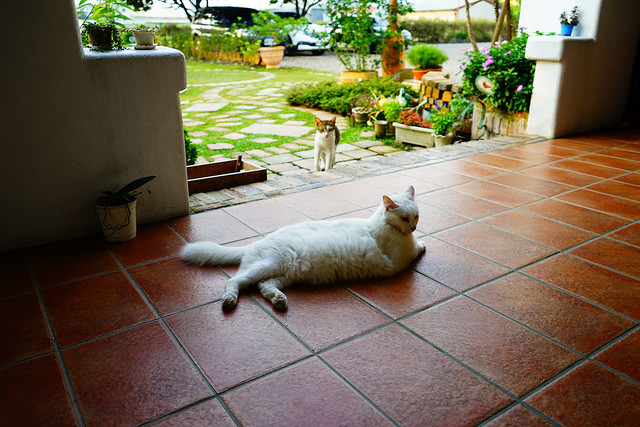 DSC04454