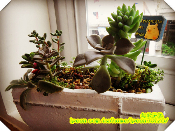 All Pass 歐派 比利時鬆餅：【台南-成大商圈】「超有料」的烈日鬆餅...好吃!《All Pass 歐派 比利時鬆餅》