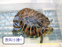 阿猴城門：逛逛阿緱城(上)～