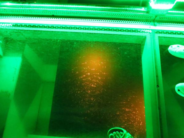 【新莊旅遊】新月橋-散步、河景、美麗橋墩盡收眼底-板橋