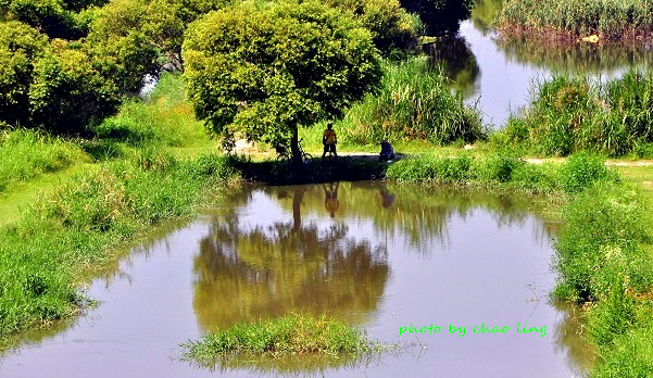 新月橋賞荷-13.JPG - 2016夏之豔陽(花季篇)