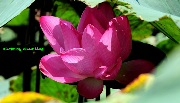 新月橋賞荷-36.JPG - 2016夏之豔陽(花季篇)