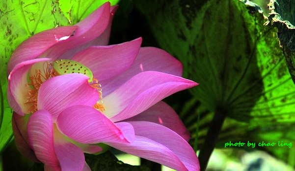 新月橋賞荷-32.JPG - 2016夏之豔陽(花季篇)