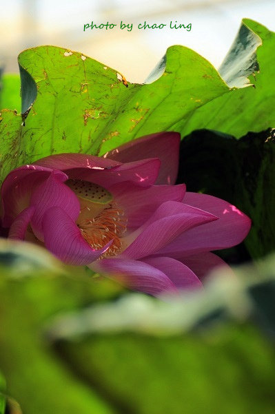 新月橋賞荷30.JPG - 2016夏之豔陽(花季篇)