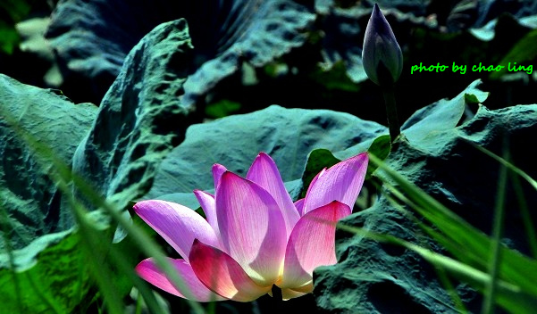 新月橋賞荷-16.JPG - 2016夏之豔陽(花季篇)