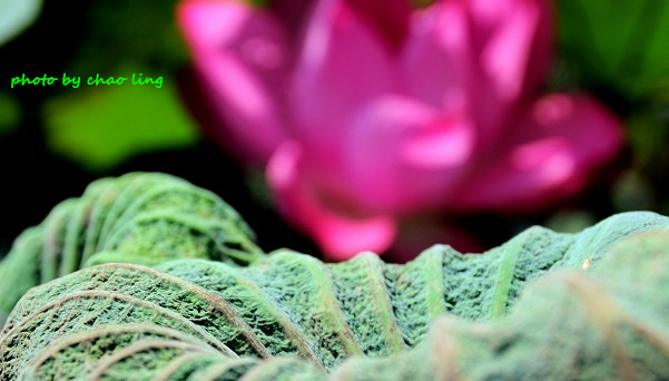 新月橋賞荷-35.JPG - 2016夏之豔陽(花季篇)