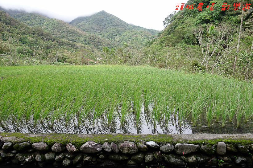 201610頭城農場103.jpg