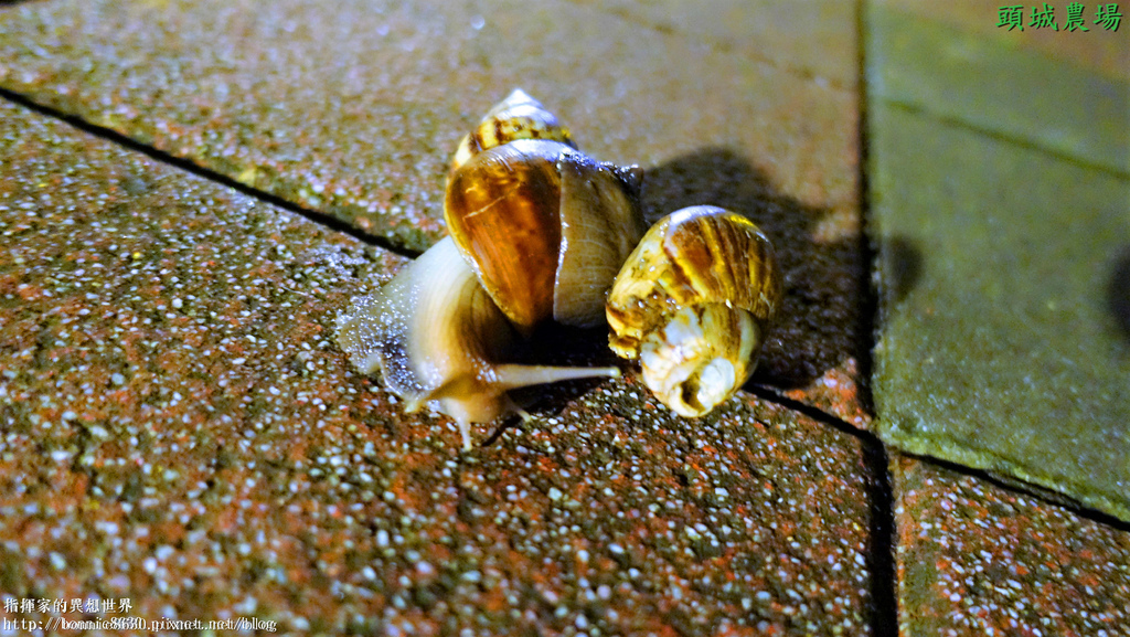 DSC03355 - 複製.JPG