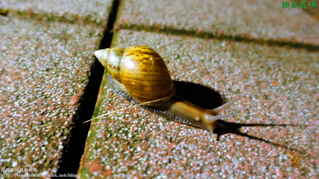 DSC03354 - 複製.JPG