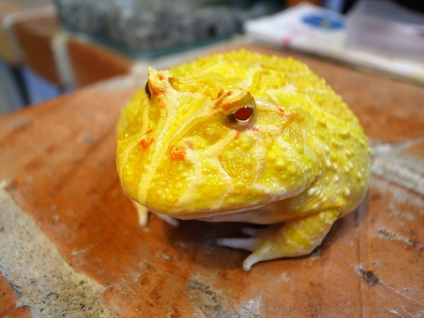 鐵牛原味碳烤牛排：<新北|板橋>嚴選美國CHOICE等級牛肉~平價牛排佼佼者~鐵牛原味碳烤牛排(邀約)