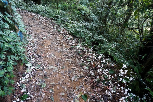 鳴鳳古道:<台灣步道> 苗栗獅潭 鳴鳳古道 吸收芬多精.賞桐賞綠意