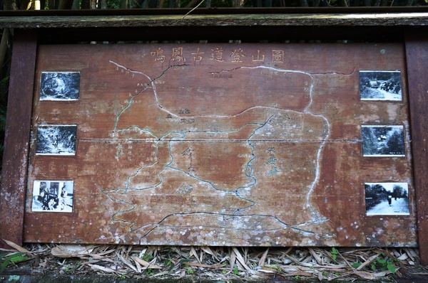 鳴鳳古道:<台灣步道> 苗栗獅潭 鳴鳳古道 吸收芬多精.賞桐賞綠意