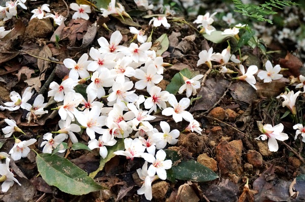 鳴鳳古道:<台灣步道> 苗栗獅潭 鳴鳳古道 吸收芬多精.賞桐賞綠意