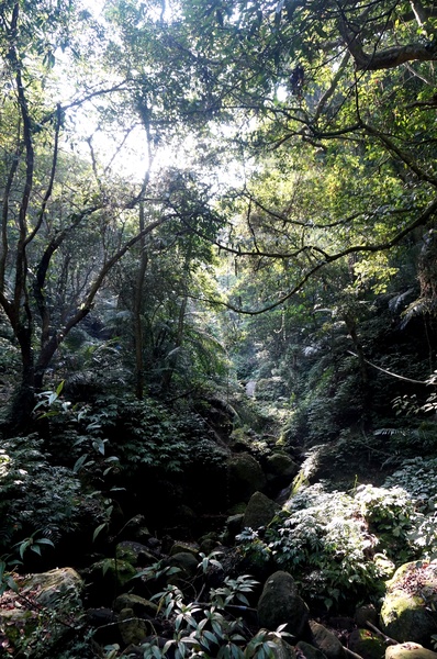 鳴鳳古道:<台灣步道> 苗栗獅潭 鳴鳳古道 吸收芬多精.賞桐賞綠意