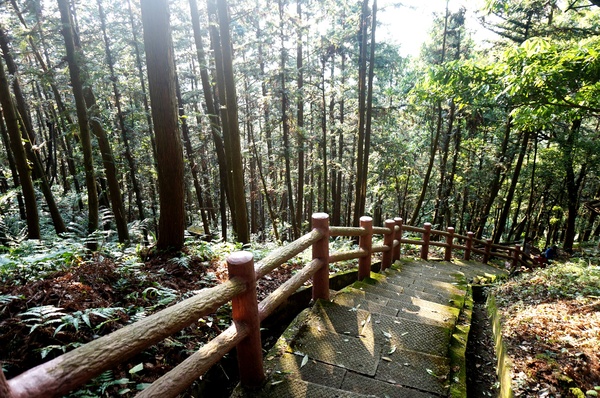 鳴鳳古道:<台灣步道> 苗栗獅潭 鳴鳳古道 吸收芬多精.賞桐賞綠意