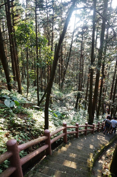 鳴鳳古道:<台灣步道> 苗栗獅潭 鳴鳳古道 吸收芬多精.賞桐賞綠意