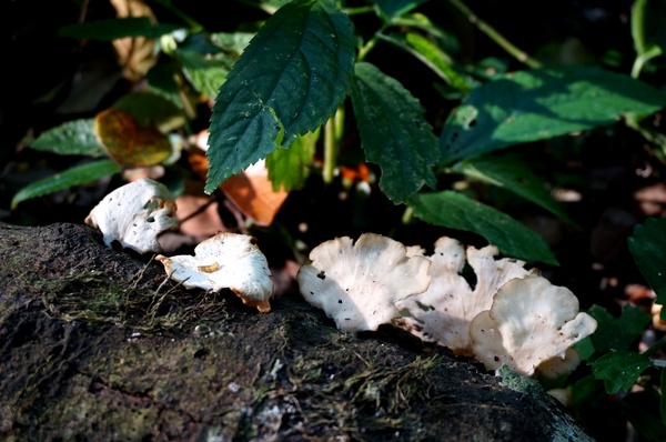 鳴鳳古道:<台灣步道> 苗栗獅潭 鳴鳳古道 吸收芬多精.賞桐賞綠意
