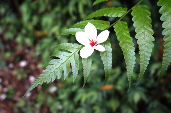 鳴鳳古道:<台灣步道> 苗栗獅潭 鳴鳳古道 吸收芬多精.賞桐賞綠意