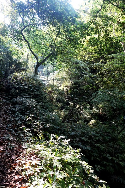 鳴鳳古道:<台灣步道> 苗栗獅潭 鳴鳳古道 吸收芬多精.賞桐賞綠意